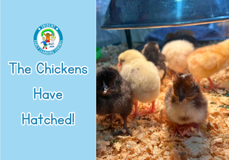 Childcare Chicken Hatching